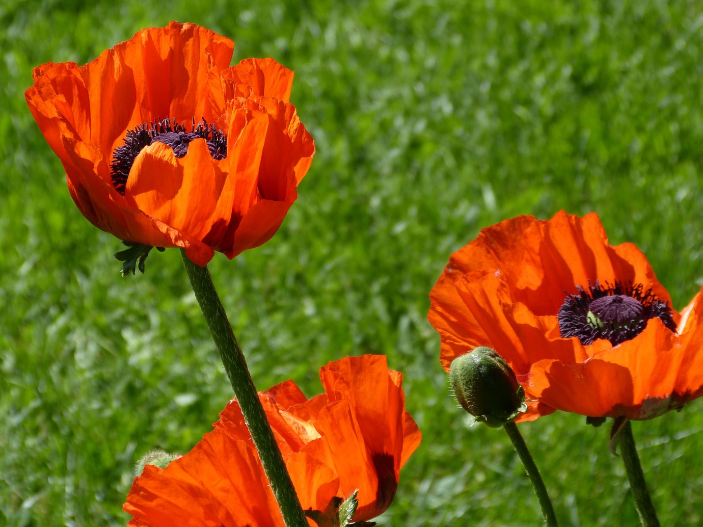 Isof13